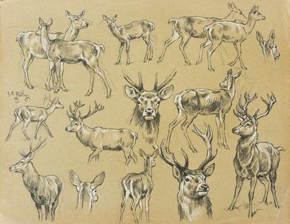 Georges Frédéric ROTIG (1873-1961) Study of deer and deer. Lead pencil and white...