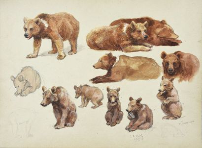 Georges Frédéric ROTIG (1873-1961) Etude d'ours. Aquarelle et rehauts de mine de...