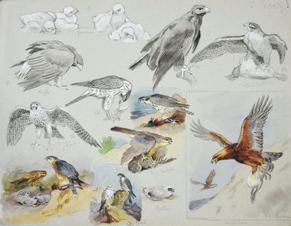 Georges Frédéric ROTIG (1873-1961) Study of birds of prey. Watercolour, washes and...