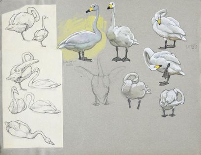 Georges Frédéric ROTIG (1873-1961) Swan study. Gouache and graphite. Signed and dated...