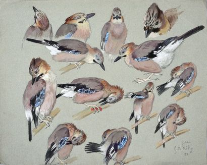 Georges Frédéric ROTIG (1873-1961) Jay study. Watercolour. Signed, dated 24 and annotated...