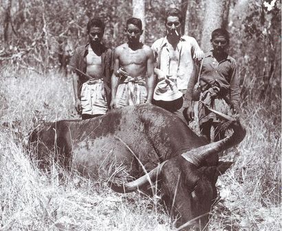 KOUPREY Bos sauveli I/A Massacre osseux d'un grand vieux mâle portant à l'extrémité...