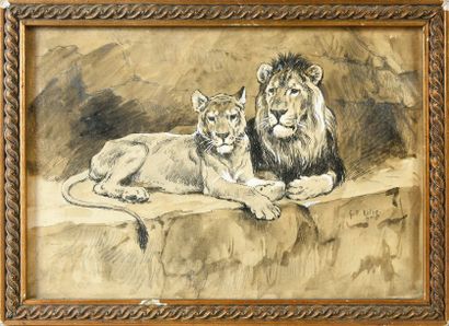 Georges Frédéric ROTIG (1873-1961) Couple de lions. Encre de Chine, lavis et mine...