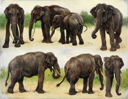 Georges Frédéric ROTIG (1873-1961) Etude d'éléphants. Huile sur toile. Signée et...