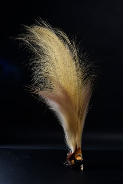 null Ornement de tête, vers 1920-1930 Coiffure composée de plumes et de la tête d'un...