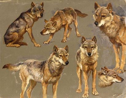 Georges Frédéric RÖTIG (1873-1961) Etude de loups. Huile sur toile. S.B.D et datée...