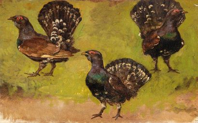 Georges Frédéric RÖTIG (1873-1961) Etude de coq de bruyère Huile sur toile. S.B.M...