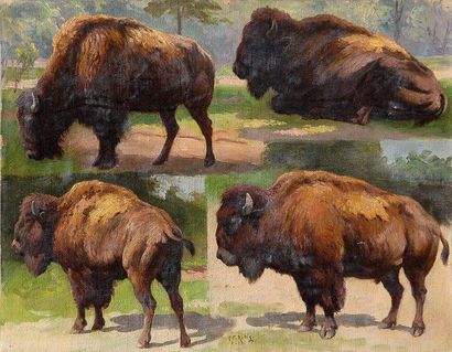 Georges Frédéric RÖTIG (1873-1961) Etude de bisons Huile sur toile S.B.M et datée...