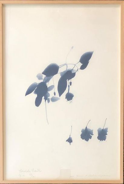 null Lourdès CASTRO (1930)
L'ombre d'une fleur de Madère pour le jardin du Maroc
Ombre...