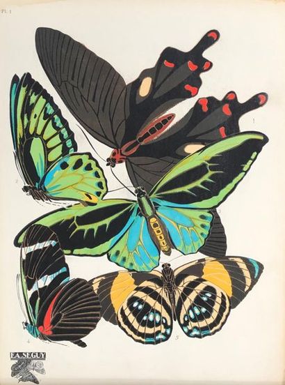 null Emile Allain SÉGUY (1877-1951)
Papillons
16 planches en phototypie coloriées...