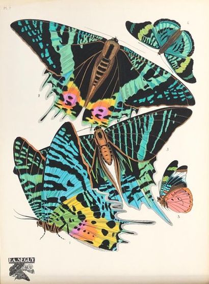 null Emile Allain SÉGUY (1877-1951)
Papillons
16 planches en phototypie coloriées...