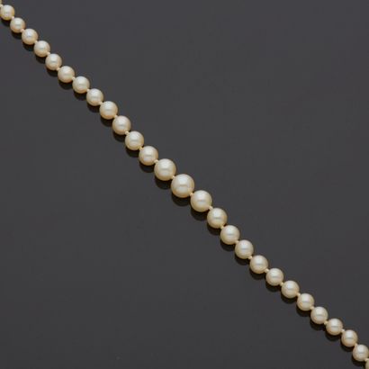 null Necklace of cultured pearls mounted in fall on wire, metal clasp adorned with...