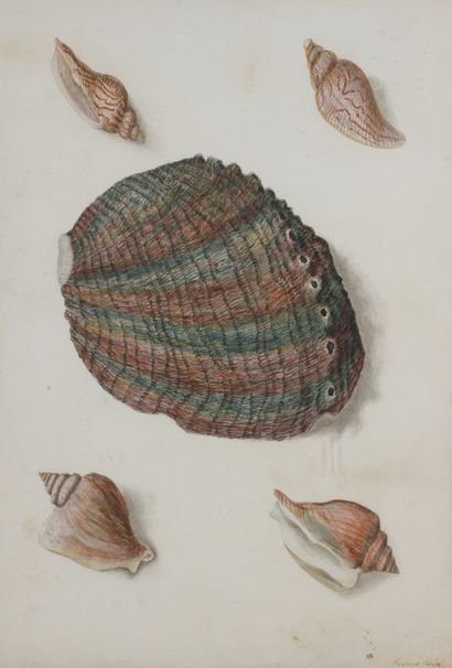  Franz Anton von SCHEIDEL 
( ? 1731 - Vienna 1801) 
Study of shells, four conchs...