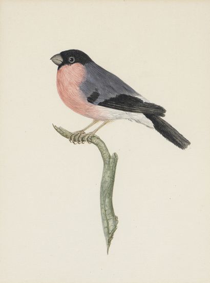 null French school of the XIX-Xxth century

A sparrow

A robin

Watercolor and gouache....