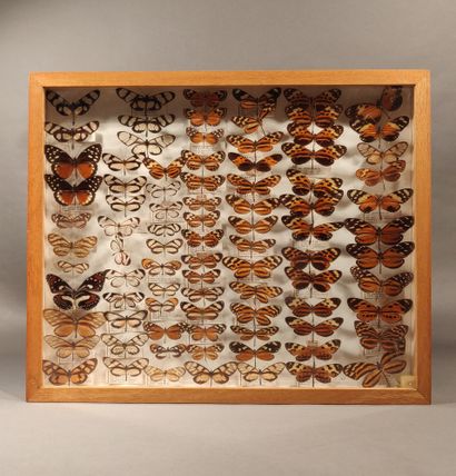 null Wood and glass display case containing naturalized butterflies

42 x 51 cm