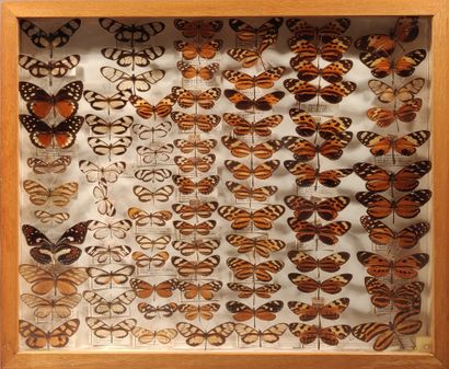 Wood and glass display case containing naturalized...