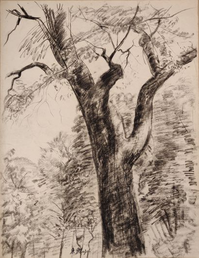 null Maurice MAZO (1901-1989)

Study of a tree

Charcoal

Stamp of the workshop (bottom...