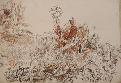 null Maurice MAZO (1901-1989)

Study of vegetation

Charcoal and sepia

Stamp of...