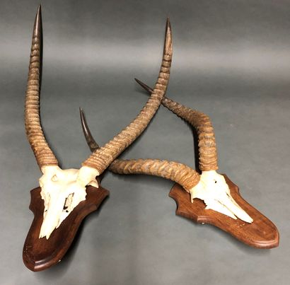 Two hunting trophies 
H. 70 and 90 cm