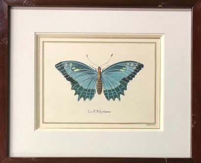 null Suite of six engravings of butterflies framed, some enhanced

13 x 17 cm (on...