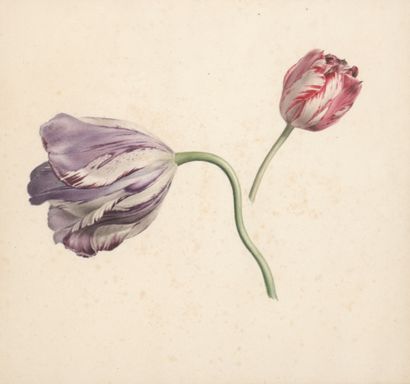 Rodolphe KOECHLIN (1778-1855) 
Deux tulipes...