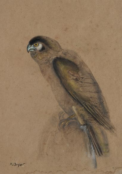 null Raymond BIGOT (1872-1953)

Parakeet

Watercolor and gouache 

Signed lower left...