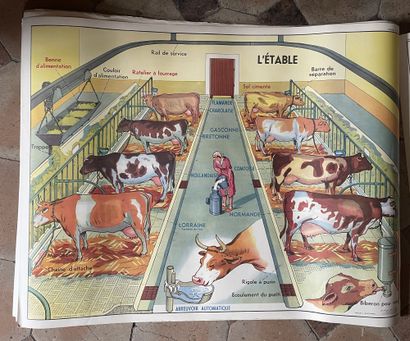 null Suite of twelve double-sided educational posters on the theme of agriculture....