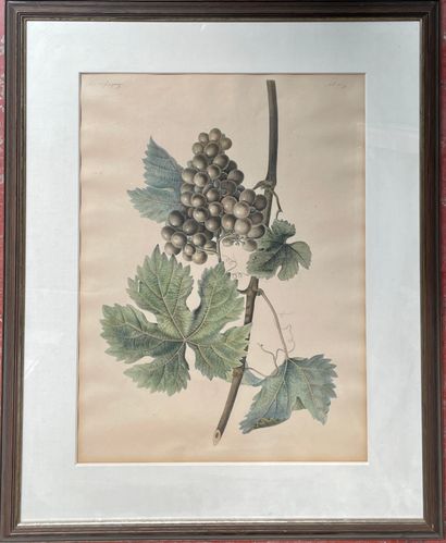 Pancrace BESSA (1772-1846)
Studies of fruit...