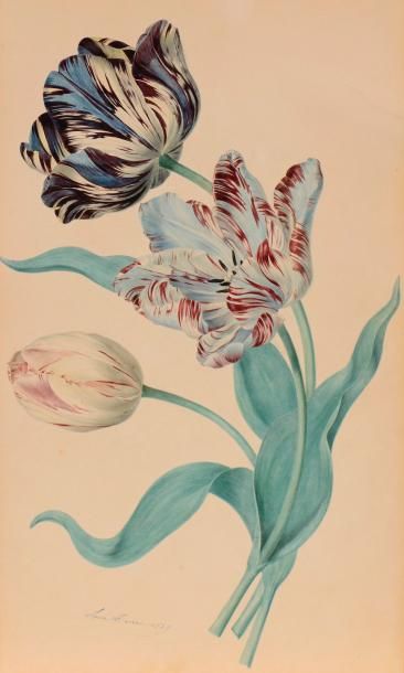 Laure DEVERIA (Paris 1813 – 1838) Tulipes...