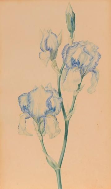 null Laure DEVERIA

(Paris 1813 – 1838)

Tulipes

Iris

Roses Trémières

Trois dessins,...