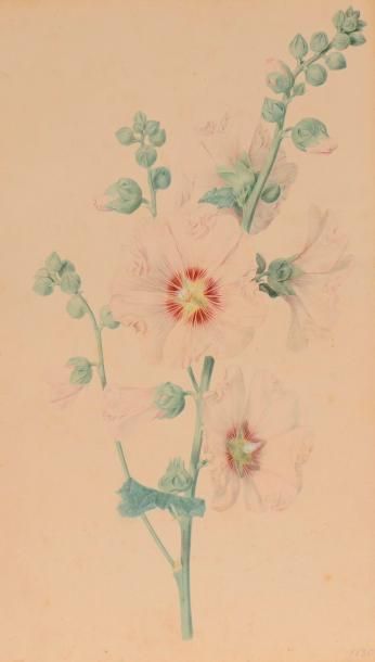 null Laure DEVERIA

(Paris 1813 – 1838)

Tulipes

Iris

Roses Trémières

Trois dessins,...