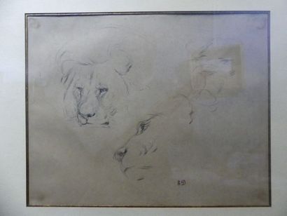 null Ecole du XIXè siècle
Etude de lions
Dessin portant un cachet ED
23 x 29 cm