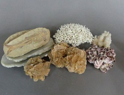 Lot de minéraux, fossiles, coraux et roses...