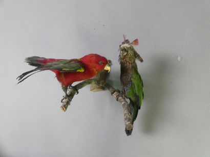 null Deux perroquets naturalisés sur une branche.