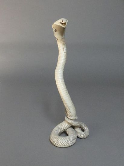 null Cobra albinos naturalisé
H : 59 cm
(II/B pré-convention) : spécimen naturalisé,...