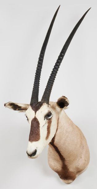 null ORYX GAZELLE
Tête en cape. Oryx gazella.