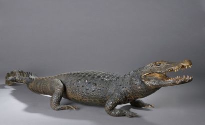 null Crocodile niloticus naturalisé, yeux en verre, langue en cire


XIXème siècle


L...