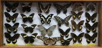 null Ensemble de 4 boîtes de lépidoptères exotiques contenant 158 spécimens d’origines...