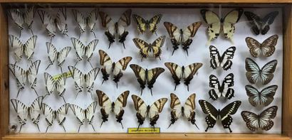 null Ensemble de 4 boîtes de lépidoptères exotiques contenant 158 spécimens d’origines...