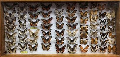 null Ensemble de 4 boîtes contenant 122 spécimens de lépidoptères exotiques d’origines...