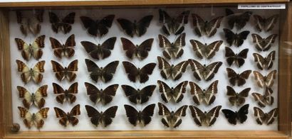 null Ensemble de 4 boîtes contenant 122 spécimens de lépidoptères exotiques d’origines...