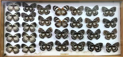 null Ensemble de 5 boîtes entomologiques. Une contenant 36 papillons nymphalides,...