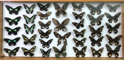 null Ensemble de 5 boîtes entomologiques. Une contenant 36 papillons nymphalides,...
