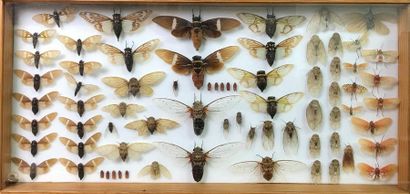 null Ensemble de 6 boîtes entomologiques dont une contenant une soixantaine de cigales...
