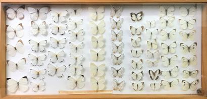 null Ensemble de 6 boîtes entomologiques dont une contenant une soixantaine de cigales...