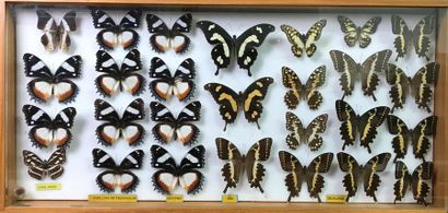 null Ensemble de 4 boîtes de papillons exotiques : Nymphalidae, Papilionidae, Ithomiidae,...