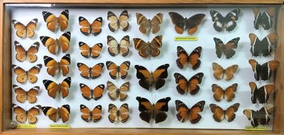 null Ensemble de 4 boîtes de papillons exotiques : Nymphalidae, Papilionidae, Ithomiidae,...