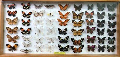 null Ensemble de 4 boîtes de papillons exotiques : Nymphalidae, Papilionidae, Ithomiidae,...