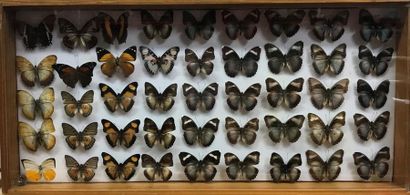 null Ensemble de 5 boîtes de papillons d’origines diverses, Papilionidae, Pieridae,...