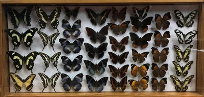 null Ensemble de 5 boîtes de papillons d’origines diverses, Papilionidae, Pieridae,...